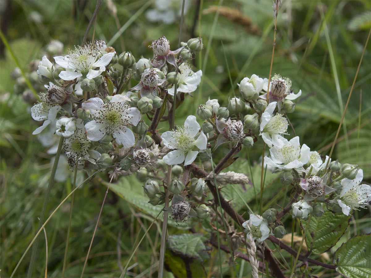 Rubus fruticosus agg.